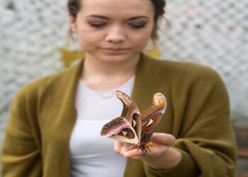 Riapre sabato 23 marzo La Casa delle Farfalle di Roma, dove poter ammirare la falena più grande del mondo, la Farfalla Cobra