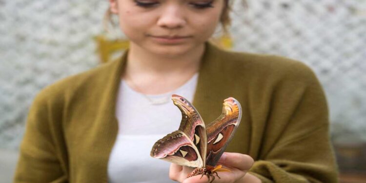 Riapre sabato 23 marzo La Casa delle Farfalle di Roma, dove poter ammirare la falena più grande del mondo, la Farfalla Cobra