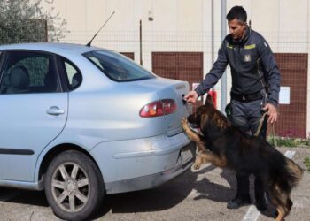 Sequestrate sostanze stupefacenti e segnalati 61 responsabili