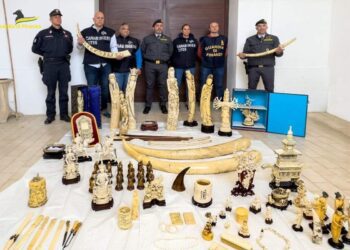 Ancona – Servizio eseguito unitamente ai Carabinieri Forestali del Nucleo CITES di Vicenza