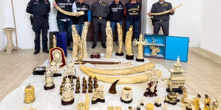 Ancona – Servizio eseguito unitamente ai Carabinieri Forestali del Nucleo CITES di Vicenza