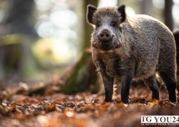 Cilento: cinghiale azzanna il braccio di un 75enne