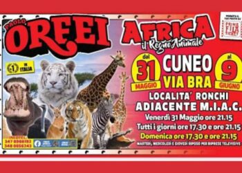 Cuneo: lo show di successo del Circo Paolo Orfei, “Africa, Il Regno Animale”   in città dal 31 maggio al 9 giugno