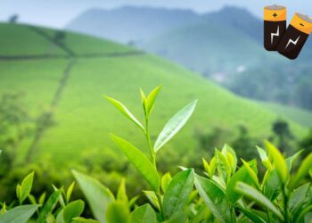 Dal tè alla tecnologia: foglie che alimentano i tuoi dispositivi?