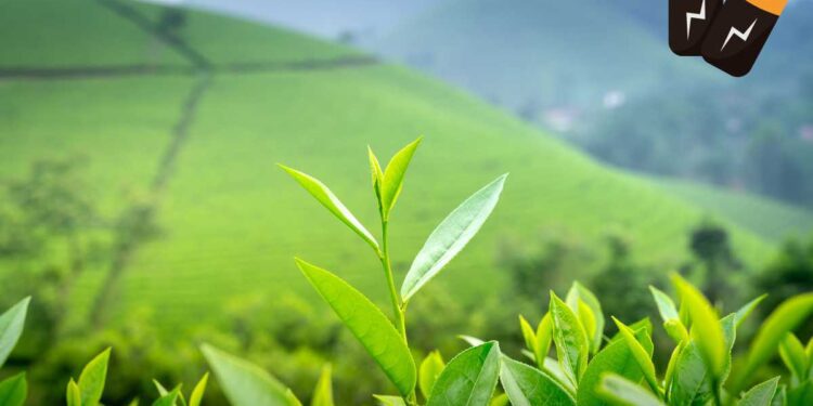 Dal tè alla tecnologia: foglie che alimentano i tuoi dispositivi?