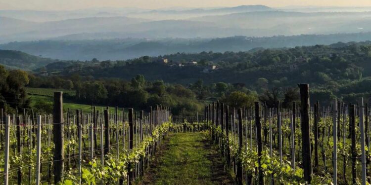 Il 2, 3 e 4 agosto va in scena Fiano Love Fest “In cosmica armonia” a Lapio