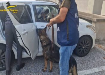 Trento – Sequestrati oltre 65 chilogrammi di droga del valore di circa 780 mila euro