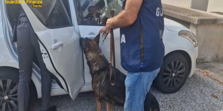 Trento – Sequestrati oltre 65 chilogrammi di droga del valore di circa 780 mila euro