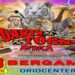 A Bergamo il prestigioso circo “Darix Togni”   presenta l’esclusivo show, “Africa, Il Regno Animale”