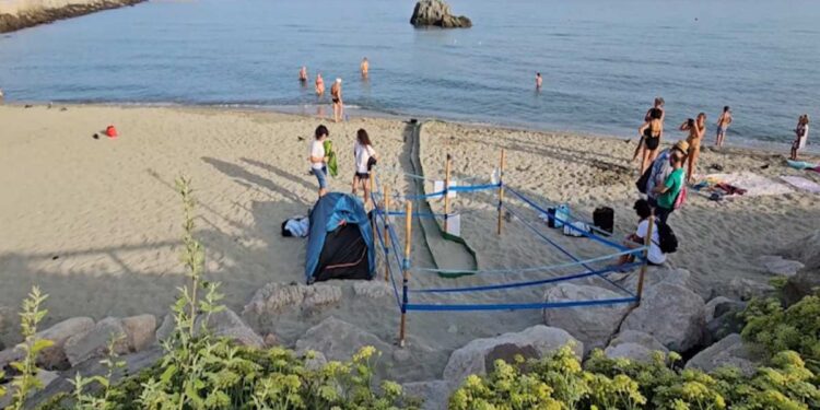 FORIO, NELLA NOTTE NATE 87 TARTARUGHINE CARETTA CARETTA