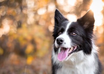 Guida alla scelta dell’allevamento di Border Collie: come trovare il compagno perfetto