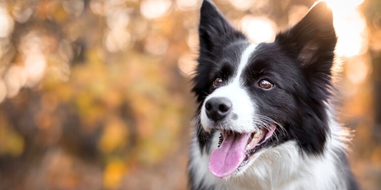 Guida alla scelta dell’allevamento di Border Collie: come trovare il compagno perfetto