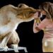 Como: lo show di successo del Circo Paolo Orfei, “Africa, Il Regno Animale”, in città dal 5 al 13 ottobre