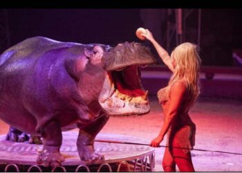 Como: lo show di successo del Circo Paolo Orfei, “Africa, Il Regno Animale”, in città dal 5 al 13 ottobre