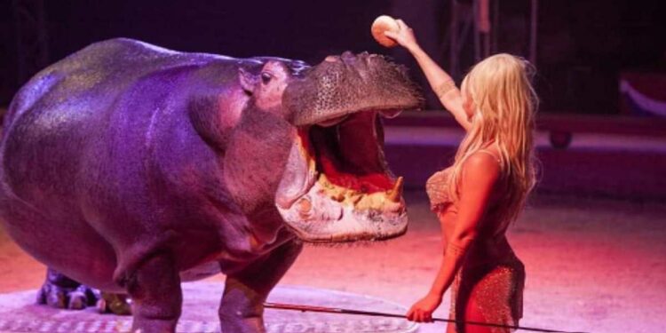 Como: lo show di successo del Circo Paolo Orfei, “Africa, Il Regno Animale”, in città dal 5 al 13 ottobre