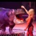 Como: lo show di successo del Circo Paolo Orfei, “Africa, Il Regno Animale”, in città dal 5 al 13 ottobre