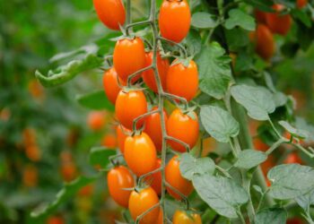 Nuova sfida sul mercato per Finagricola: dopo il pomodorino giallo, arriva il pomodoro arancione, dedicato ai consumatori