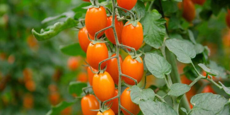 Nuova sfida sul mercato per Finagricola: dopo il pomodorino giallo, arriva il pomodoro arancione, dedicato ai consumatori