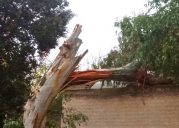 ISCHIA, GROSSO ALBERO CROLLA FUORI L’OSPEDALE “RIZZOLI”: A QUANDO UNA VERIFICA STATICA DEGLI ALBERI?