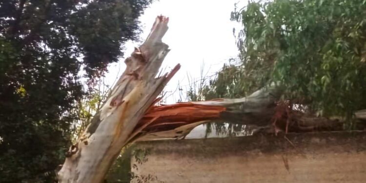 ISCHIA, GROSSO ALBERO CROLLA FUORI L’OSPEDALE “RIZZOLI”: A QUANDO UNA VERIFICA STATICA DEGLI ALBERI?