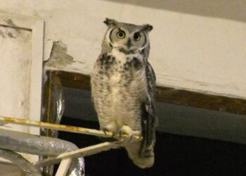 ISCHIA, IL GUFO JONNY TORNA A CASA: ERA DIVENTATO LA MASCOTTE DI CASAMICCIOLA