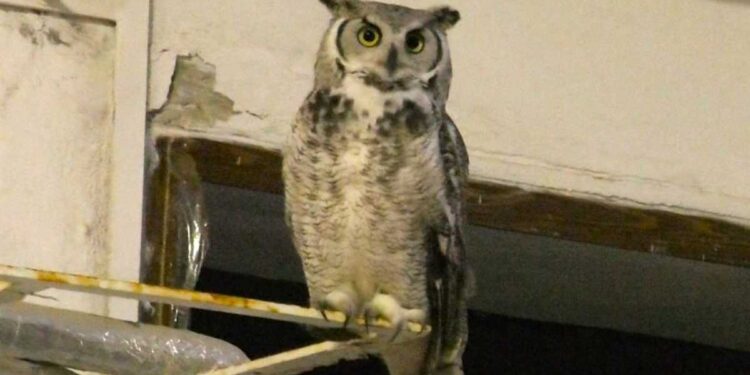ISCHIA, IL GUFO JONNY TORNA A CASA: ERA DIVENTATO LA MASCOTTE DI CASAMICCIOLA