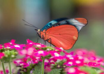 Speciale evento di chiusura autunnale a La Casa delle Farfalle