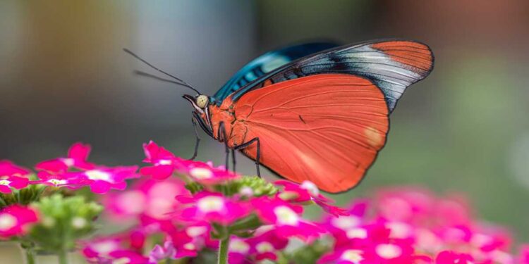Speciale evento di chiusura autunnale a La Casa delle Farfalle