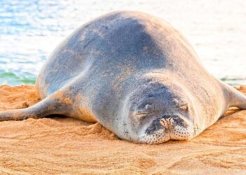 Dove si trova la foca monaca? Arriva la mappa interattiva per scoprirlo