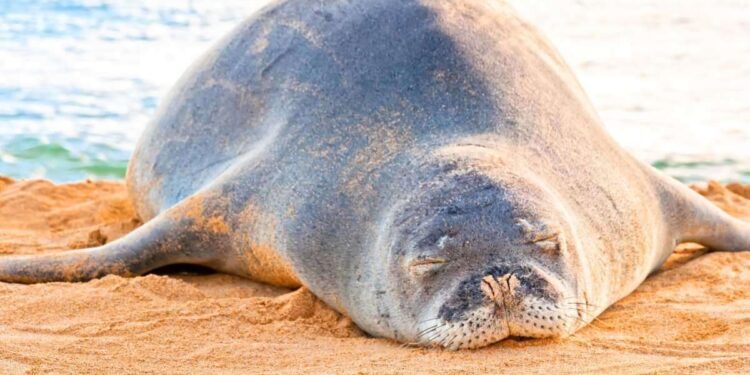 Dove si trova la foca monaca? Arriva la mappa interattiva per scoprirlo