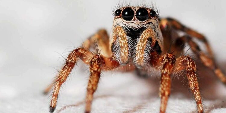 Un contrabbandiere di ragni è stato arrestato all’aeroporto di Lima con centinaia di tarantole legate addosso