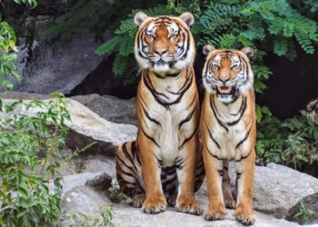 Dall’Olanda al Kazakistan per far tornare le tigri in India: la storia di Boddana e Kuma