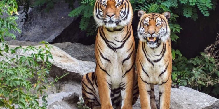 Dall’Olanda al Kazakistan per far tornare le tigri in India: la storia di Boddana e Kuma