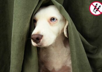 Non sparare botti se ci tieni agli animali