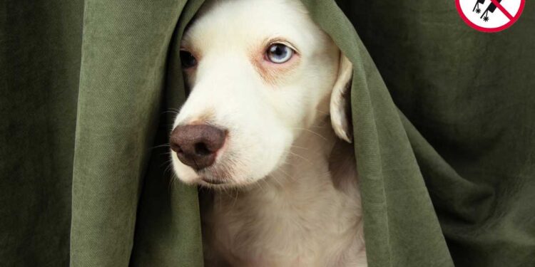 Non sparare botti se ci tieni agli animali