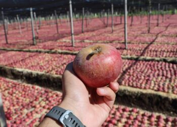 L’azienda a conduzione familiare Feolfruit punta sulla tracciabilità della filiera con la piattaforma Authentico Blockchain