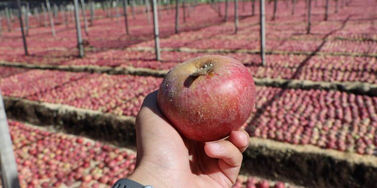 L’azienda a conduzione familiare Feolfruit punta sulla tracciabilità della filiera con la piattaforma Authentico Blockchain