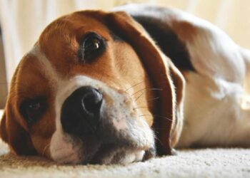 Le razze di cane più affettuose: compagni fedeli per ogni famiglia