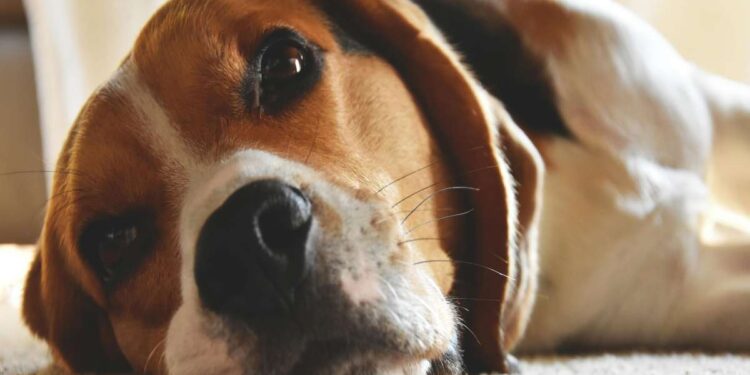 Le razze di cane più affettuose: compagni fedeli per ogni famiglia