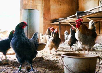 Nella vecchia fattoria ia ia oh… in Italia 20 milioni di mucche, pecore, galline, maiali