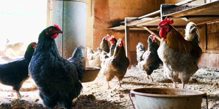 Nella vecchia fattoria ia ia oh… in Italia 20 milioni di mucche, pecore, galline, maiali