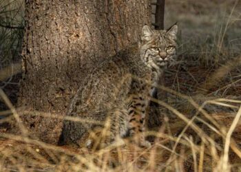 Il gatto selvatico: un appello alla salvezza di una specie a rischio di estinzione