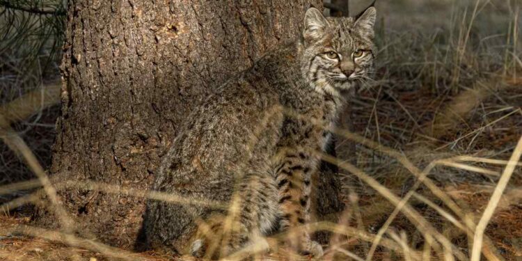 Il gatto selvatico: un appello alla salvezza di una specie a rischio di estinzione