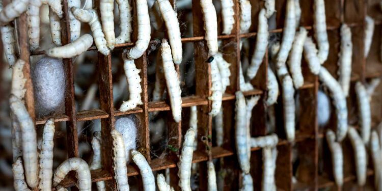 Farina di larve, la Commissione Europea autorizza la commercializzazione