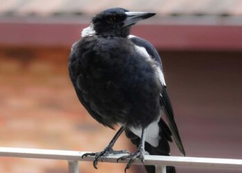 Arrivano i Giorni della merla, l’esperta: “È l’ora del riscatto dal ‘Winter Blues’”