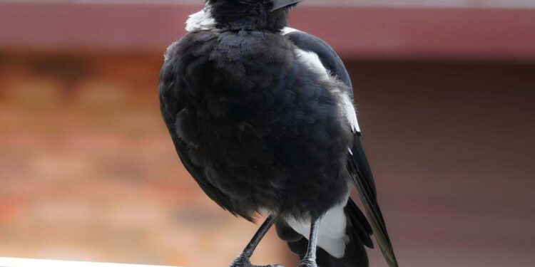Arrivano i Giorni della merla, l’esperta: “È l’ora del riscatto dal ‘Winter Blues’”