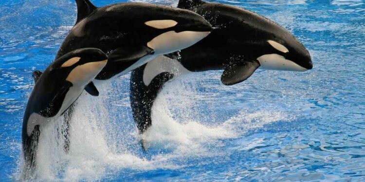 Le orche vanno a caccia di grandi squali bianchi: sono ghiotte del loro fegato