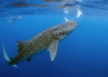 Le specie marine più affascinanti e misteriose dei fondali marini profondi