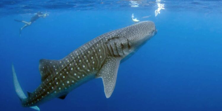 Le specie marine più affascinanti e misteriose dei fondali marini profondi