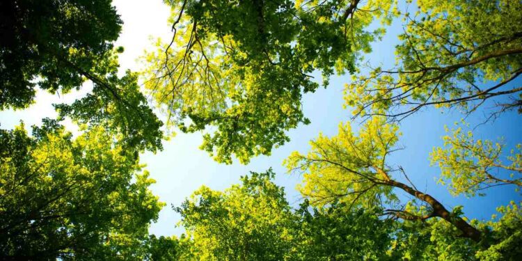 Tre alberi visibili da ogni finestra: così Firenze prova a diventare più verde